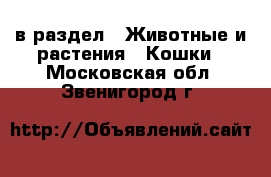  в раздел : Животные и растения » Кошки . Московская обл.,Звенигород г.